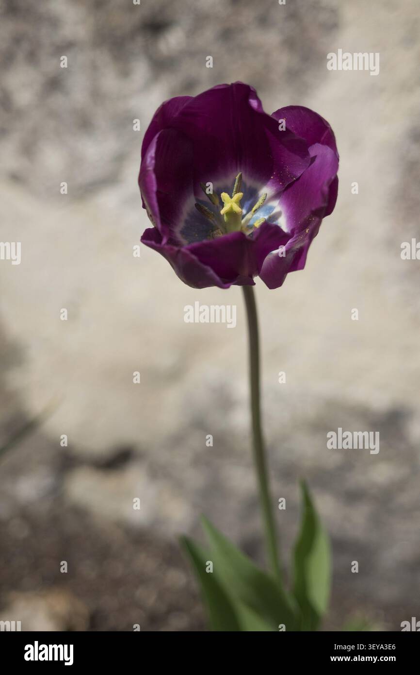 Violette Tulpenblüte mit Stiel, geringe Schärfentiefe, geringe Farbsättigung Stockfoto