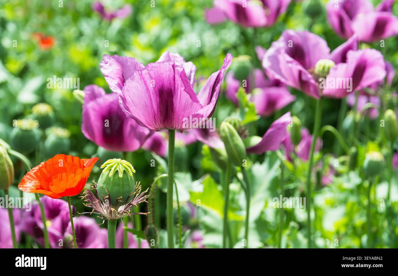 Nahaufnahme von Mohnblumen mit zarten Blütenblättern auf einem sonnigen Feld. Schöne zarte lila Blüten, grüne Kapseln, Knospen mit einer wilden roten Kornrose. Stockfoto