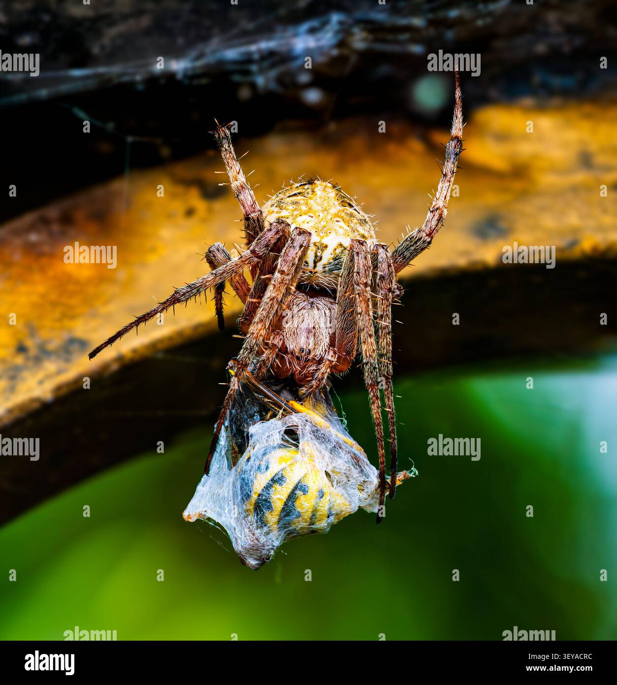 Makrofotografie: Eine große Kugel-Weberspinne hat eine Wespe in ihrem Netz gefangen. Die Spinne hüllt ihre Beute in einen Kokon vor einem hellen Hintergrund Stockfoto