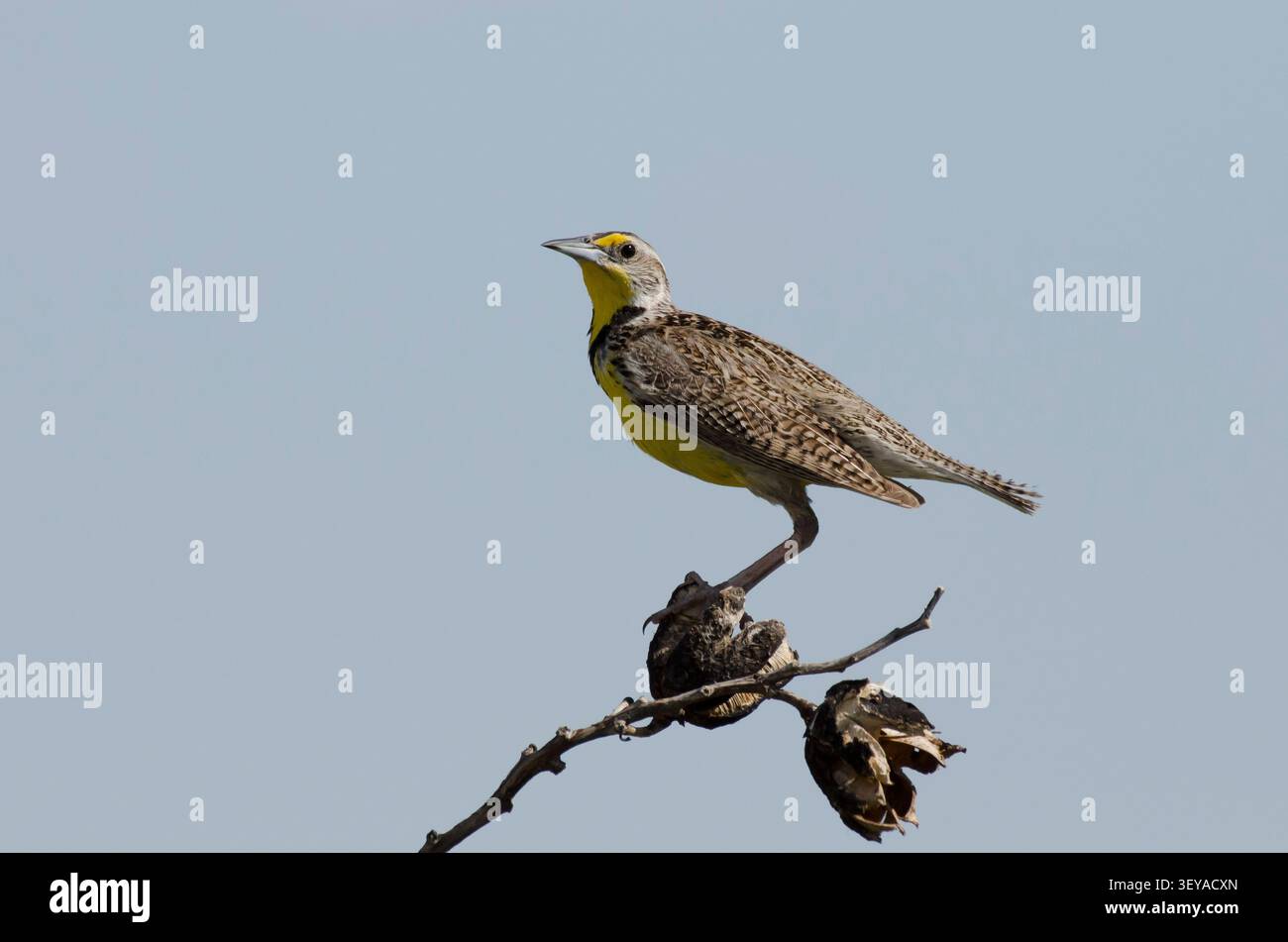 Western Meadowlark, Sturnella neglecta Stockfoto