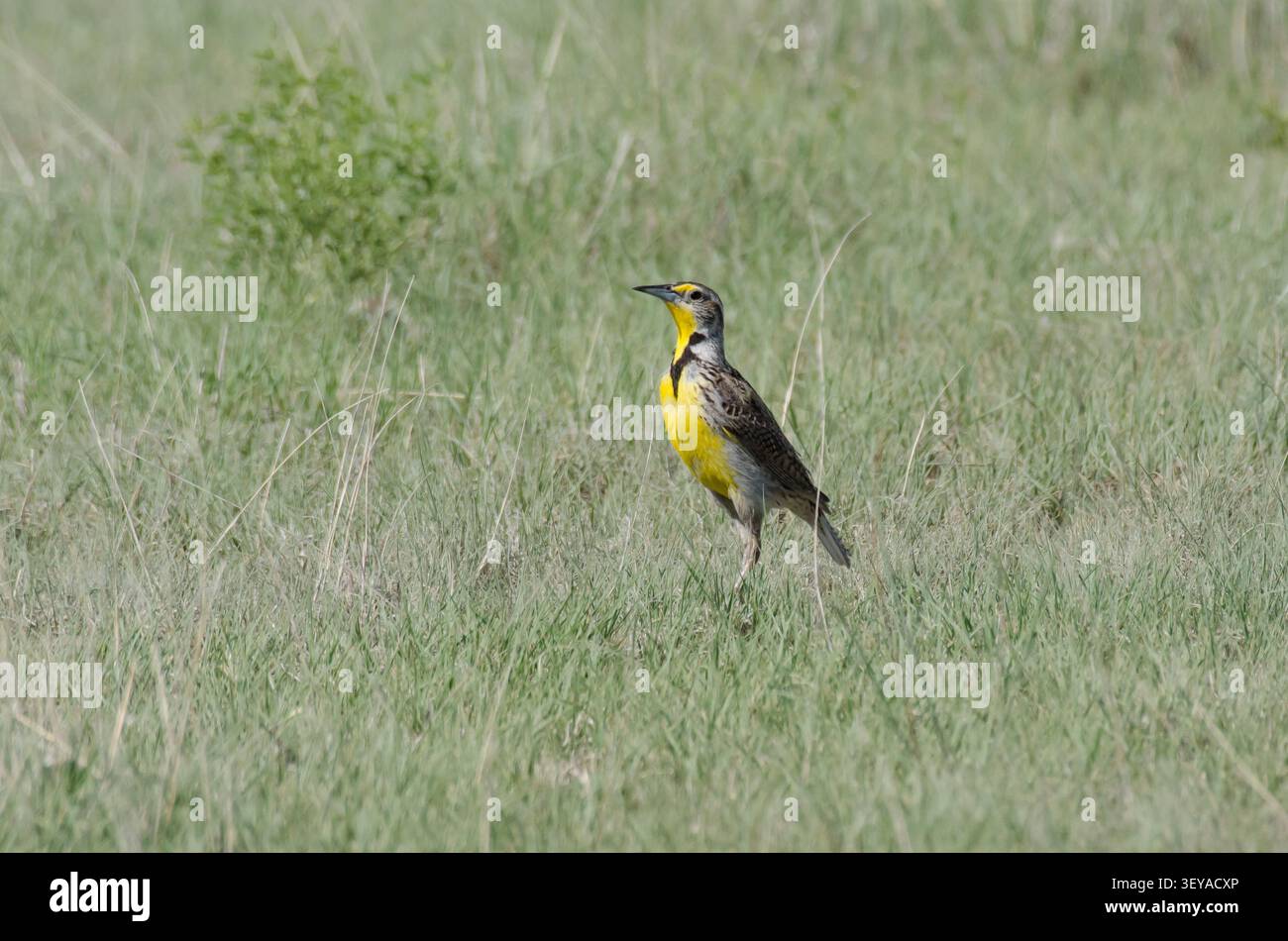 Western Meadowlark, Sturnella neglecta Stockfoto