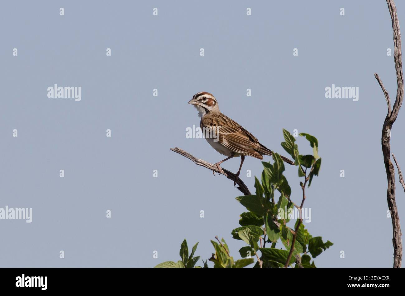 Lerche Spatz, Chondestes grammacus Stockfoto