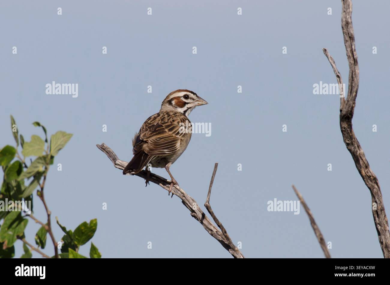 Lerche Spatz, Chondestes grammacus Stockfoto