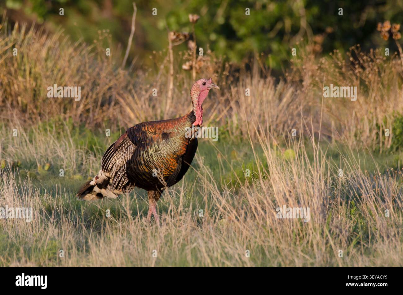 Wilder Truthahn, Meleagris gallopavo Stockfoto