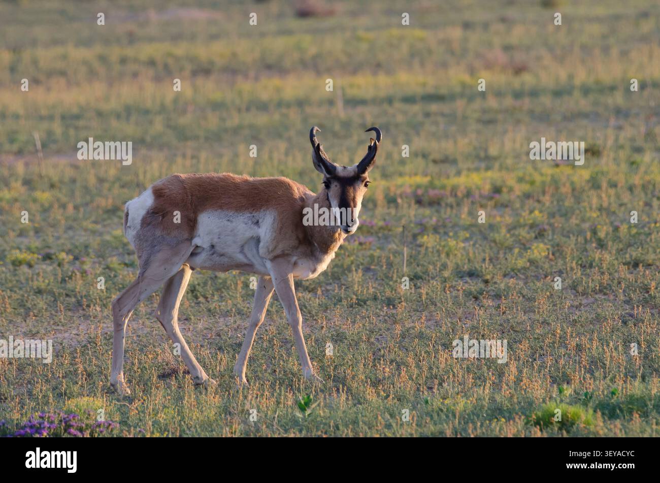 Pronghorn, Antilocapra americana Stockfoto