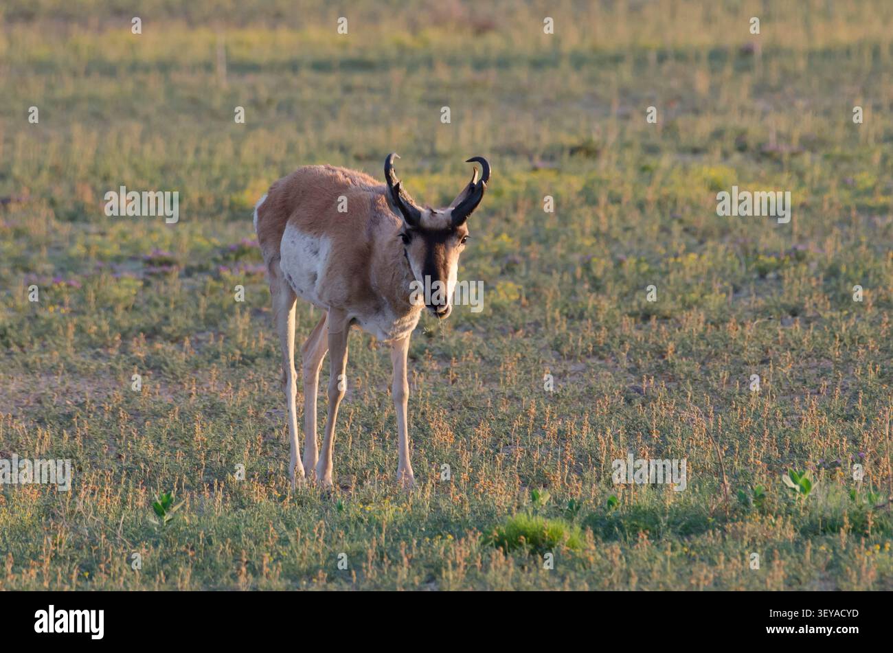 Pronghorn, Antilocapra americana Stockfoto