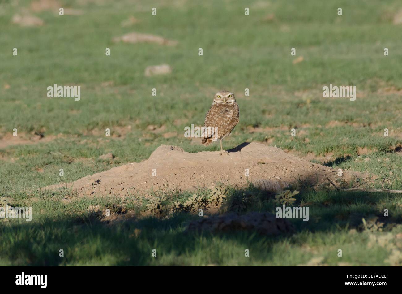 Grabungeule, Athene cunicularia, hoch oben auf Schwarzschwanzhund Prairie Dog, Cynomys ludovicianus, Burrow Stockfoto