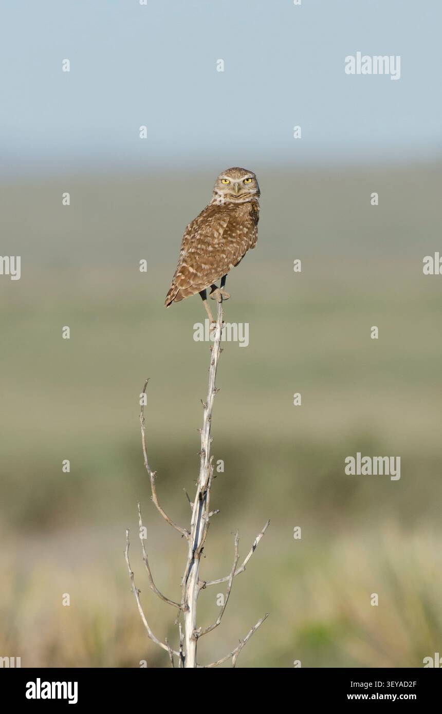 Kanincheneule, Athene cunicularia Stockfoto
