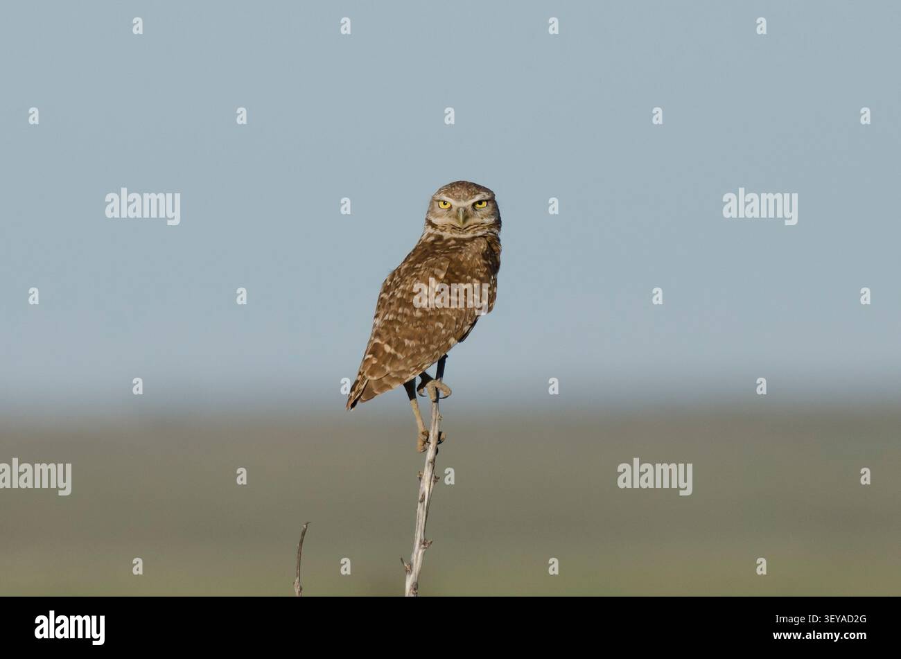 Kanincheneule, Athene cunicularia Stockfoto