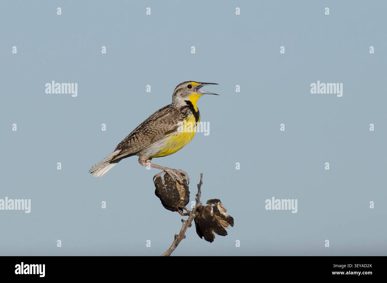 Westliche Meadowlark, Sturnella neglecta, singend Stockfoto