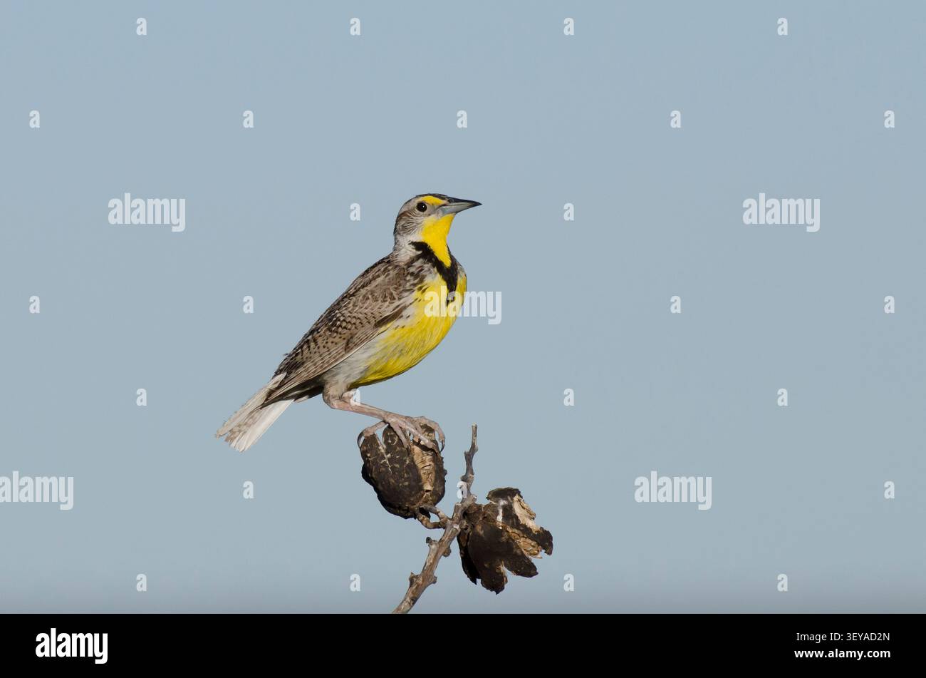 Western Meadowlark, Sturnella neglecta Stockfoto