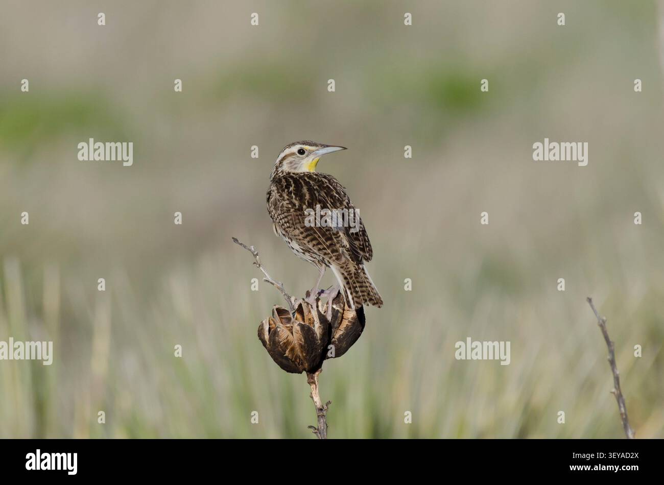 Western Meadowlark, Sturnella neglecta Stockfoto