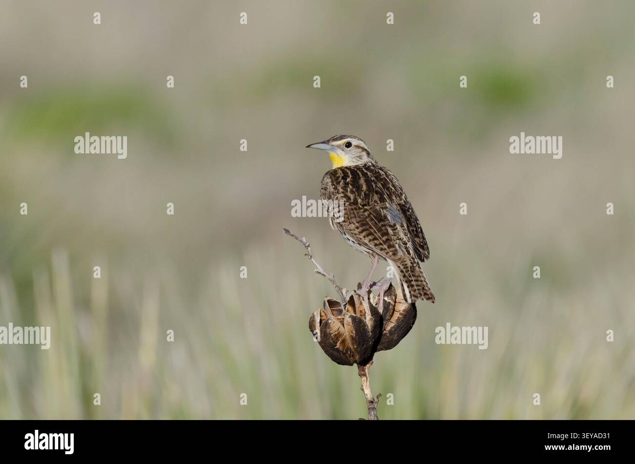 Western Meadowlark, Sturnella neglecta Stockfoto