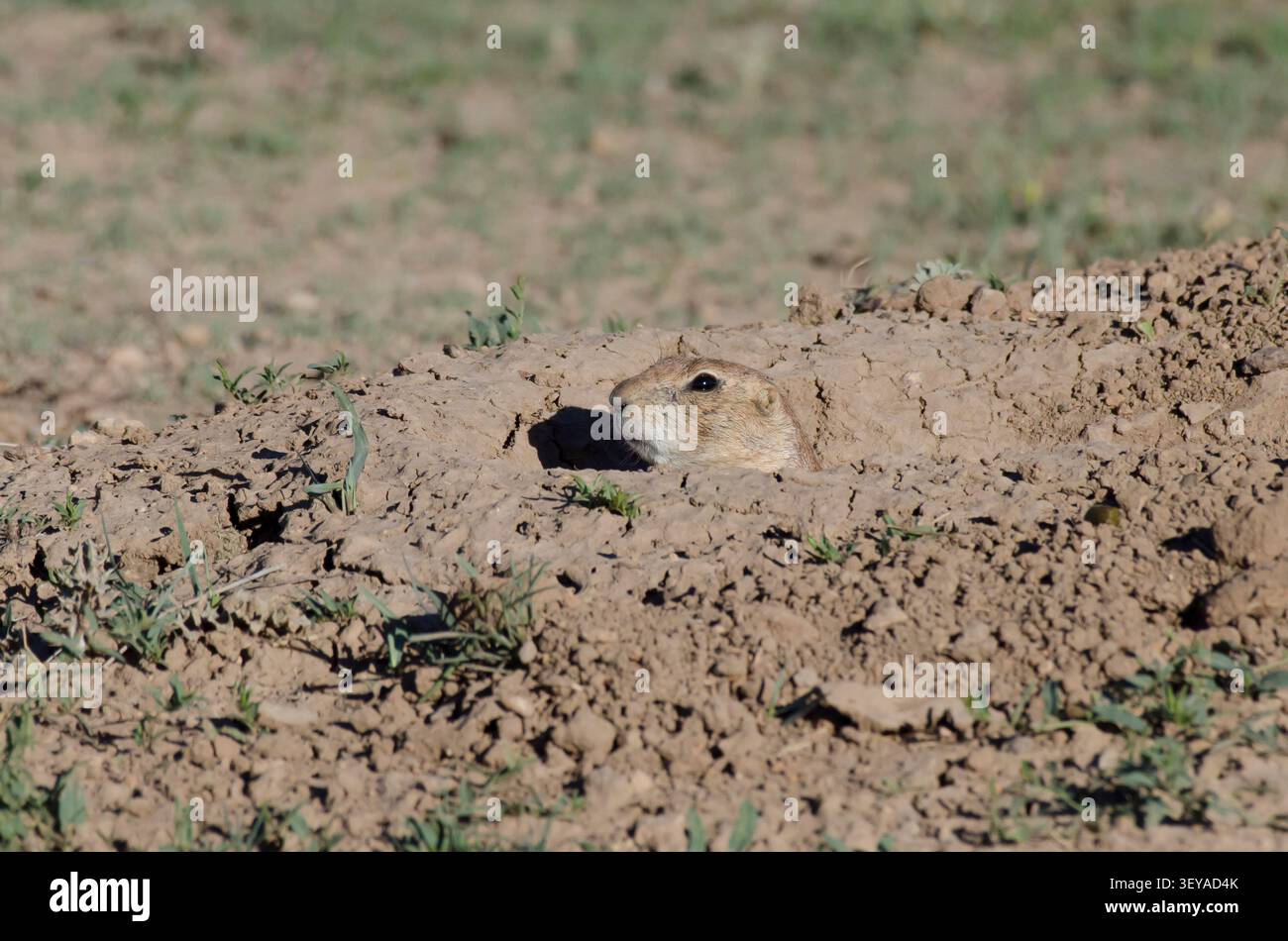 Schwarzschwanzhund Prairie Dog, Cynomys ludovicianus, am Höhleneingang Stockfoto