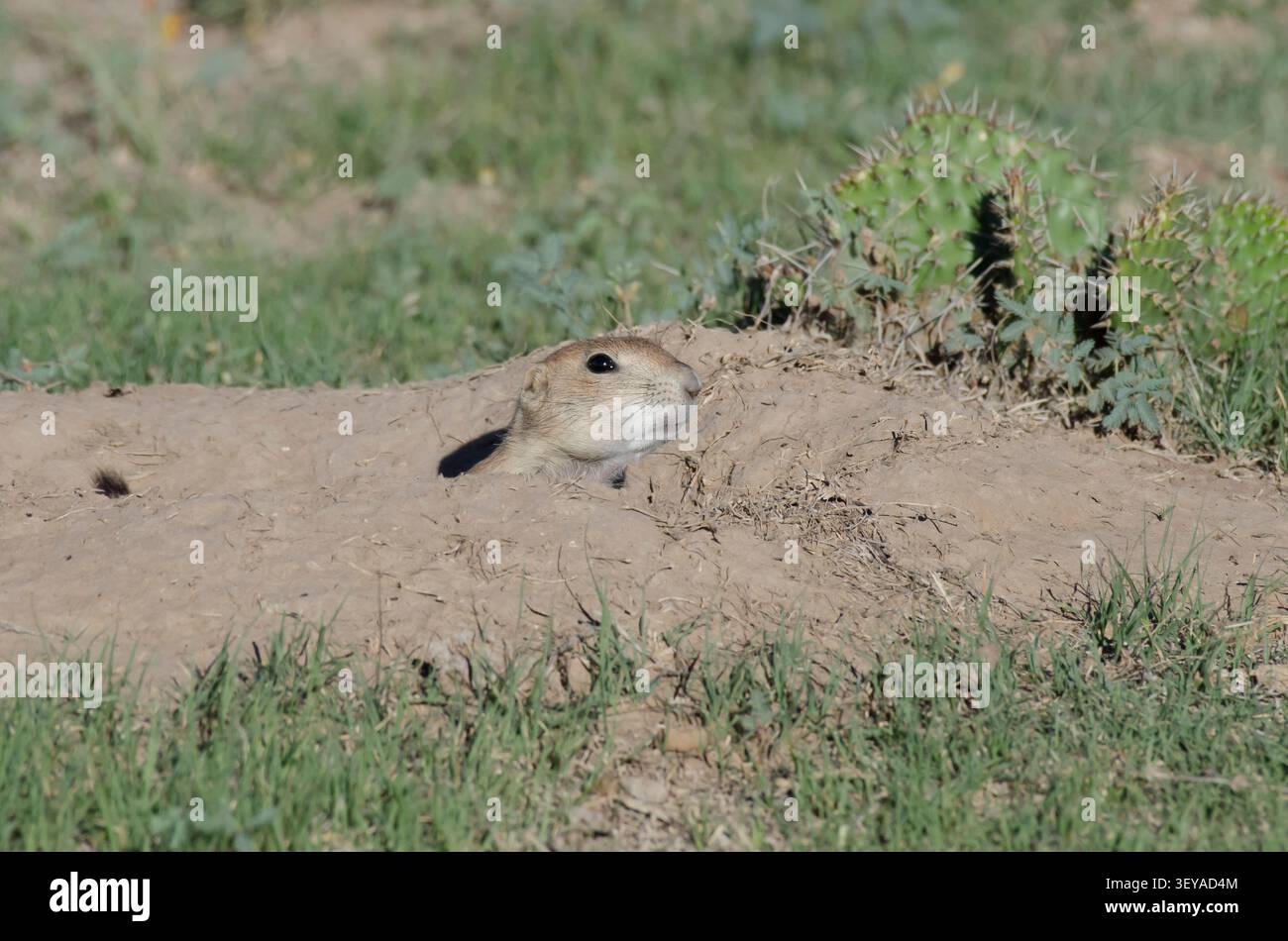 Schwarzschwanzhund Prairie Dog, Cynomys ludovicianus, am Höhleneingang Stockfoto