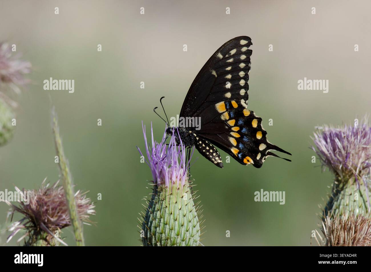 Schwarzer Schwalbenschwanz, Papilio-Polyxene, Nektaring aus Wavyleaf-Distel, Cirsium undulatum Stockfoto