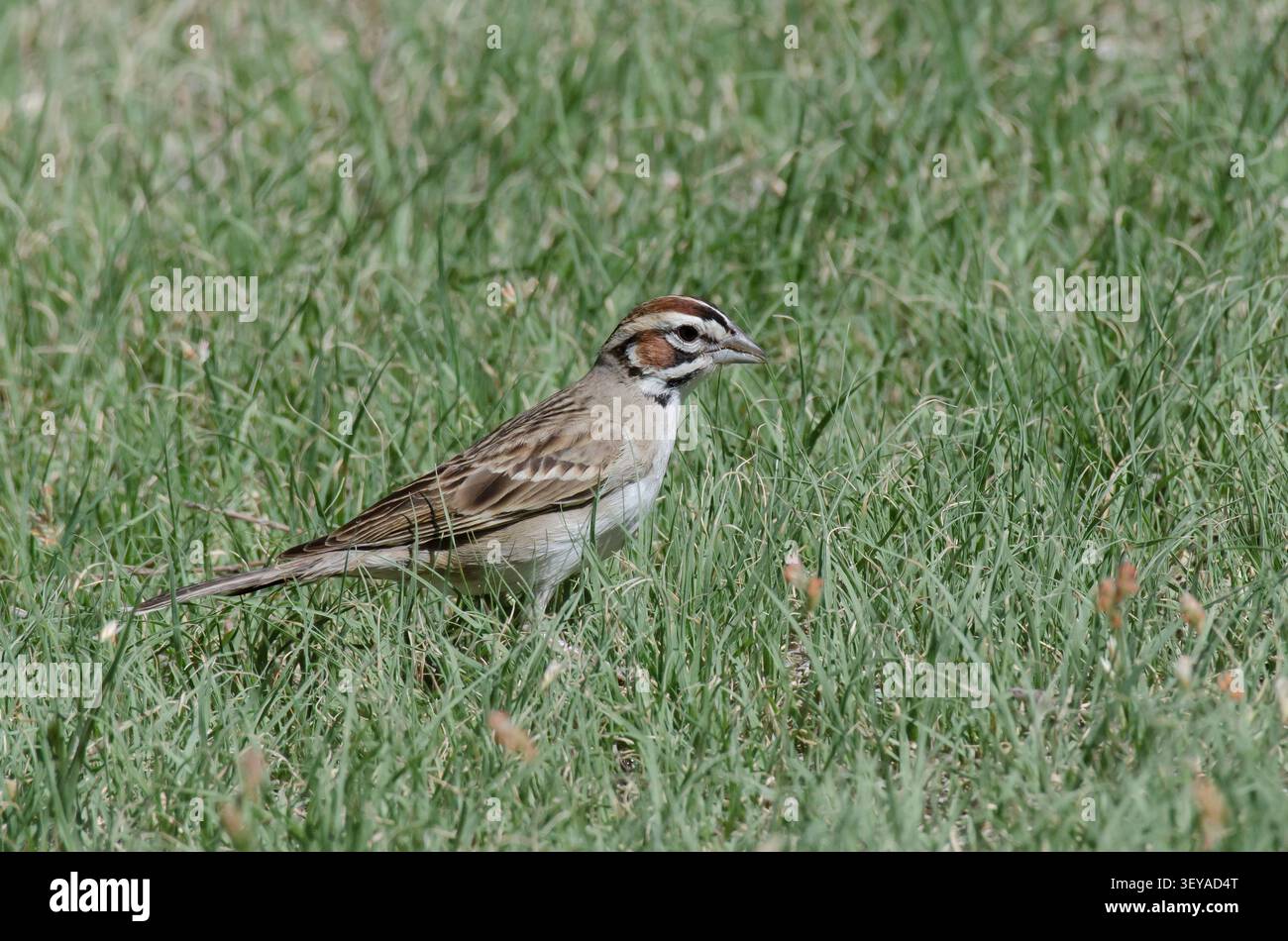 Lerche Spatz, Chondestes grammacus Stockfoto