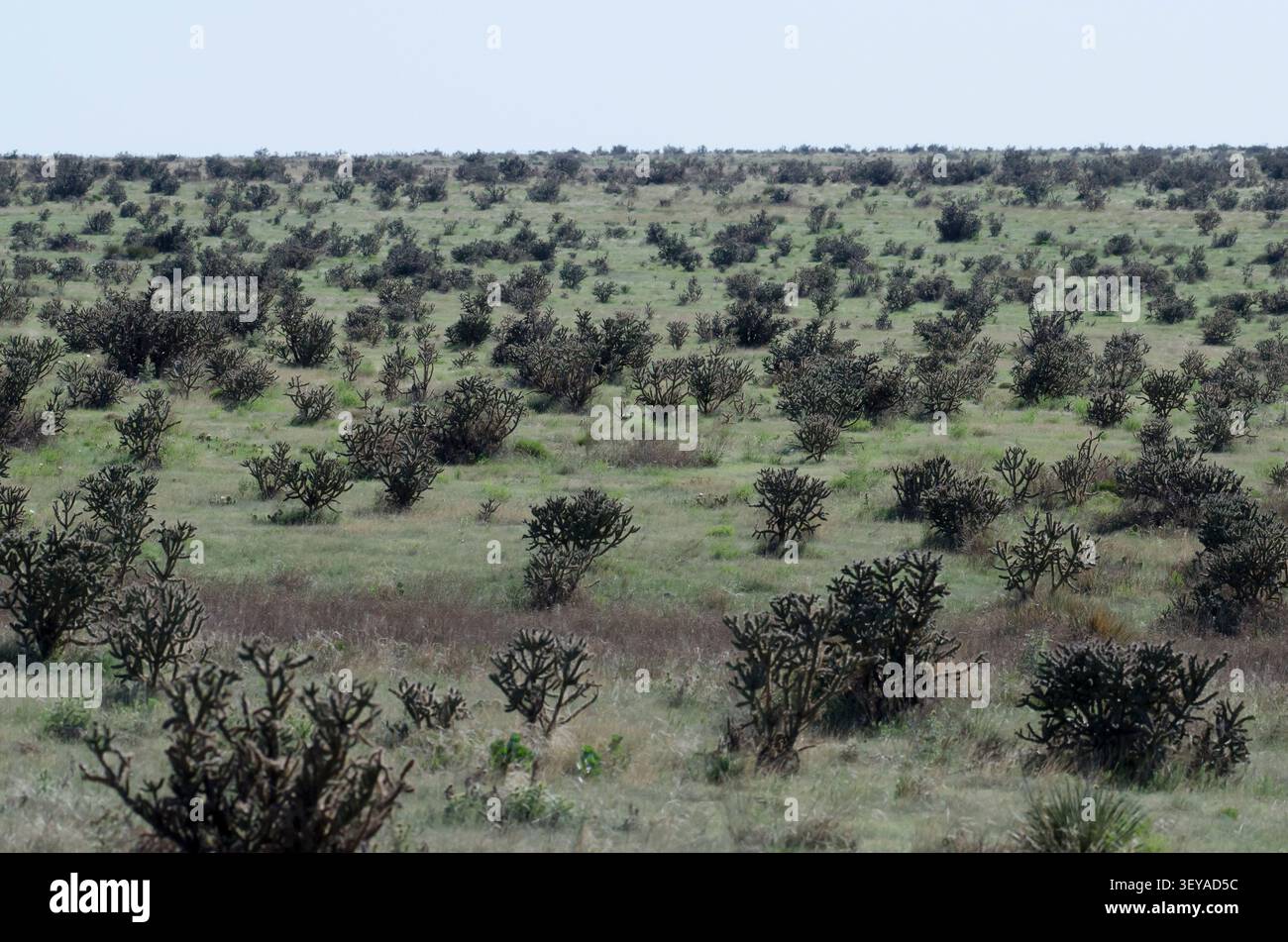 Baum Cholla, Cylindropuntia imbricata, Feld Stockfoto