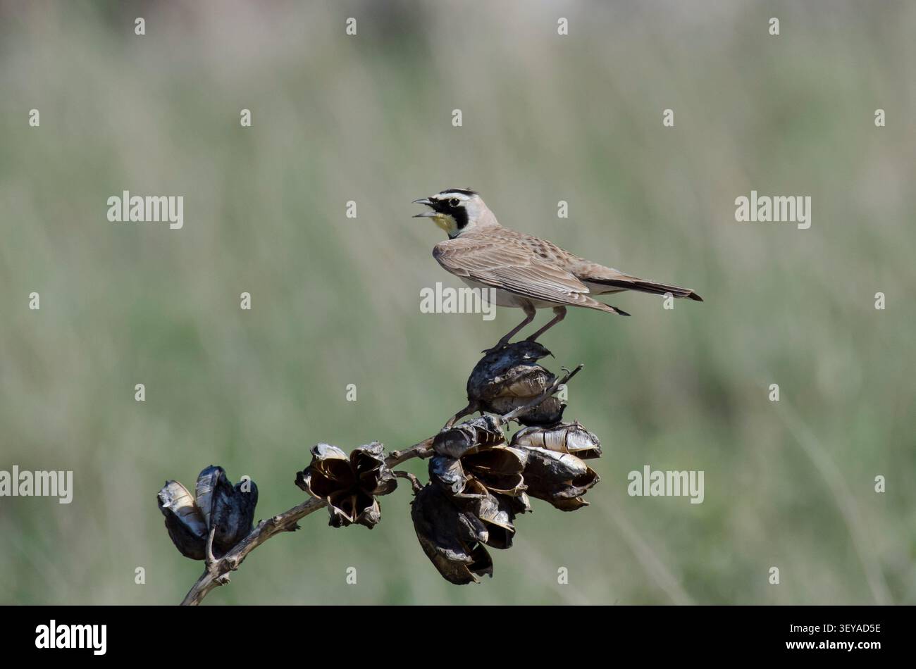 Gehörnter Lark, Eremophila alpestris, männlich Stockfoto