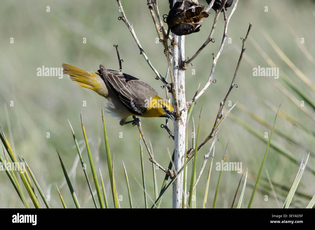 Bullocks Oriole, Ikterus bullockii, weiblich Stockfoto