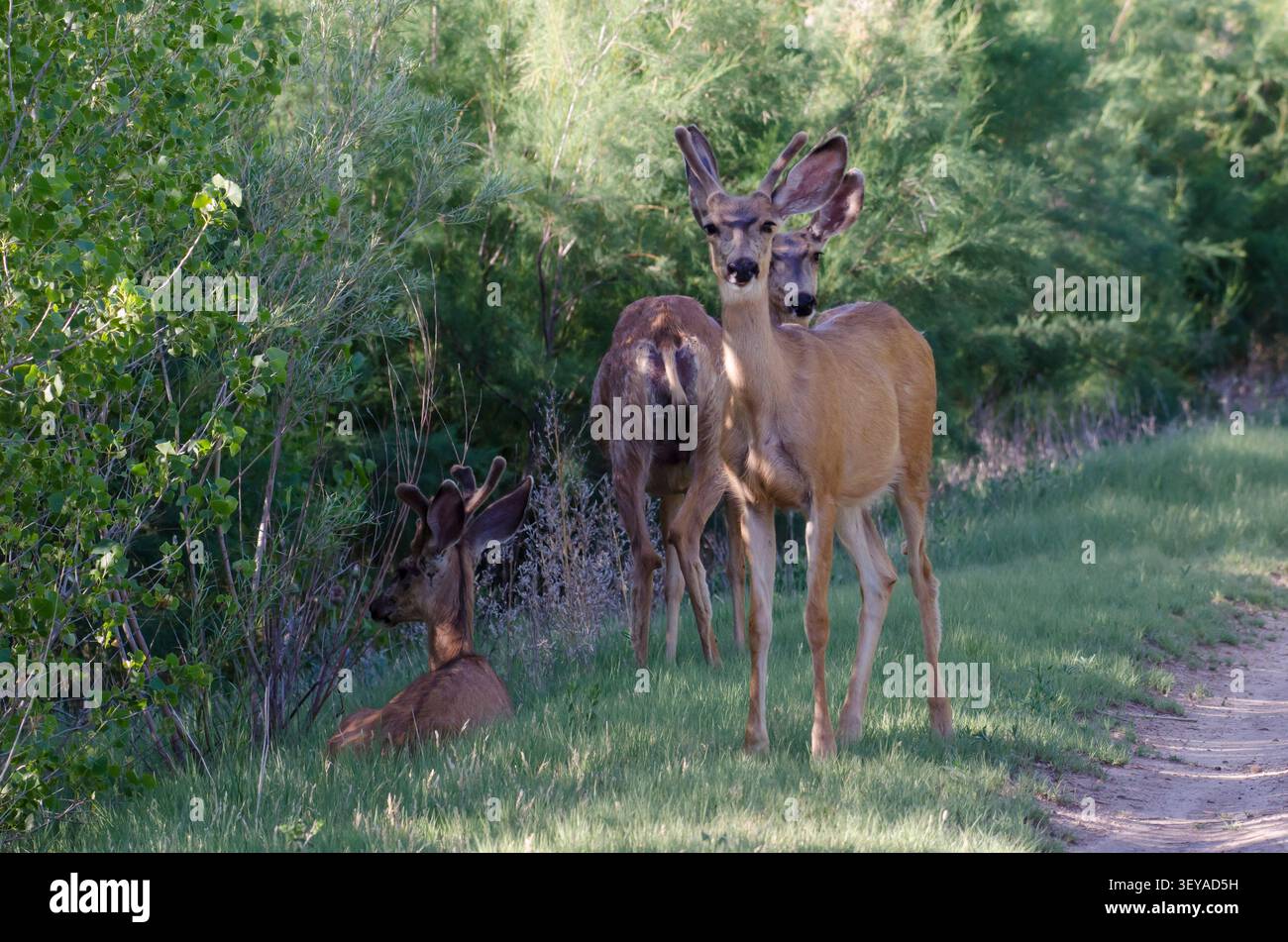 Maultierhirsch, Odocoileus hemionus, Mäuse in Samt Stockfoto