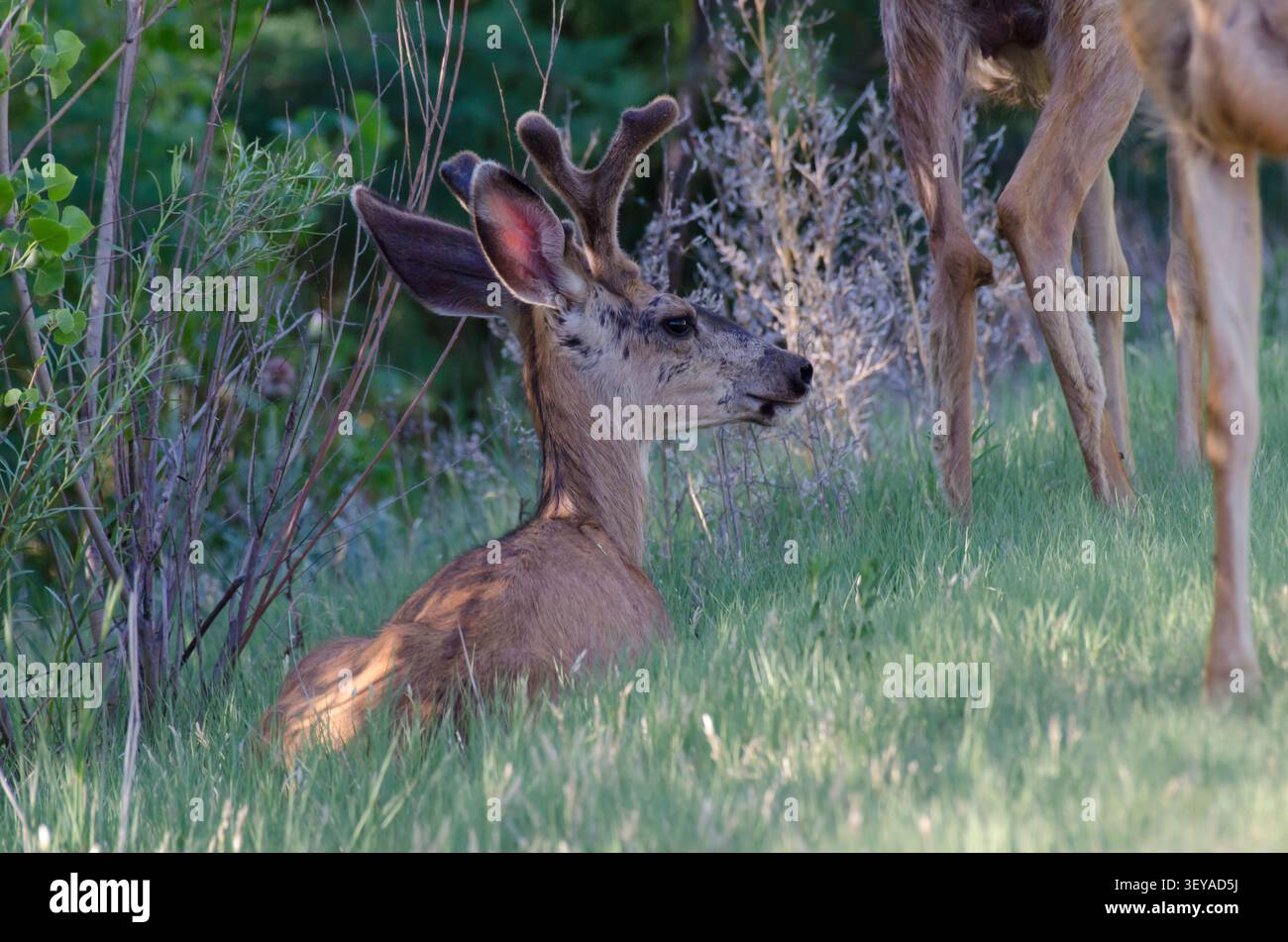Maultierhirsch, Odocoileus hemionus, Bock in Samt Stockfoto