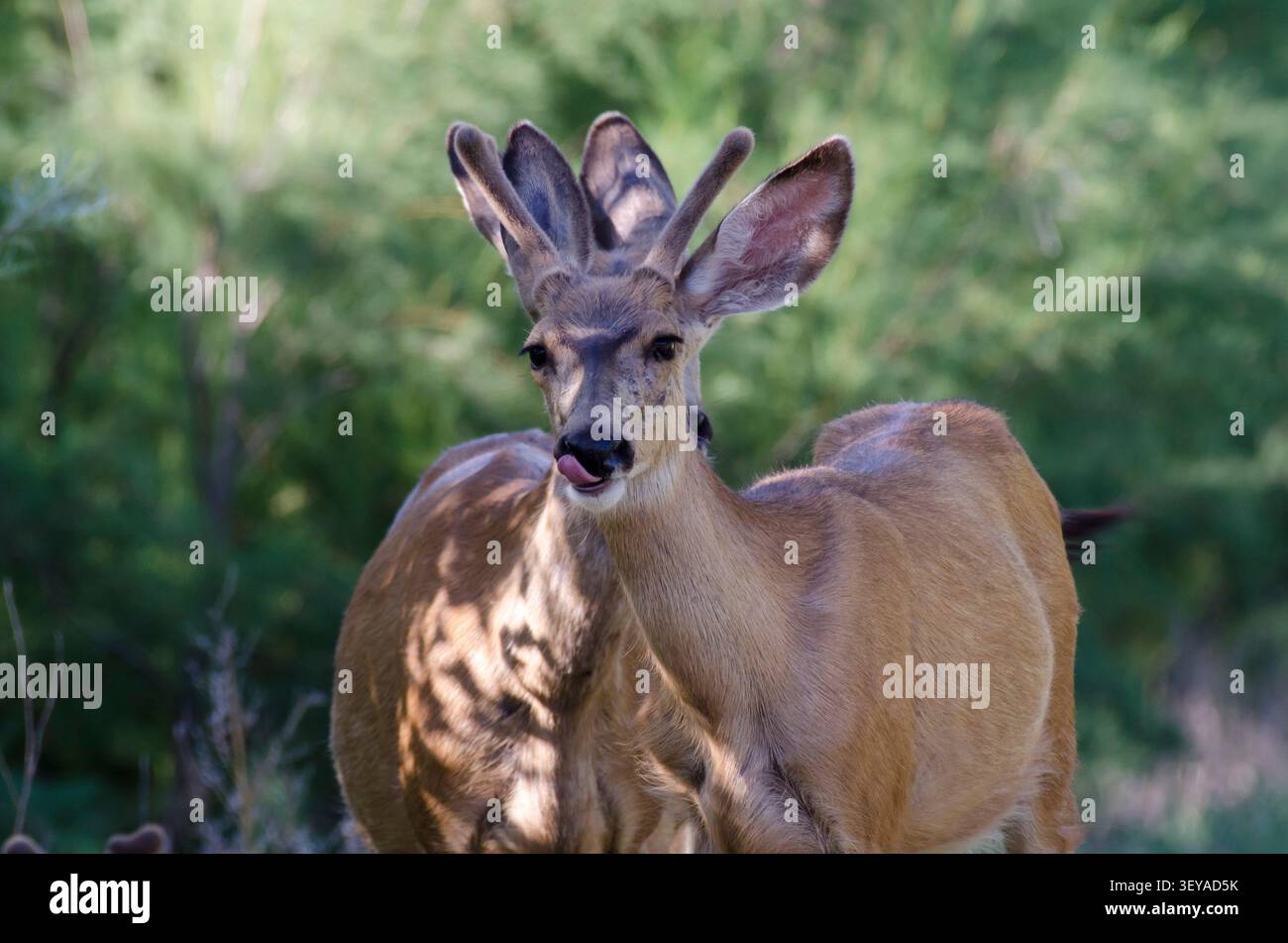 Maultierhirsch, Odocoileus hemionus, Bock in Samt Stockfoto