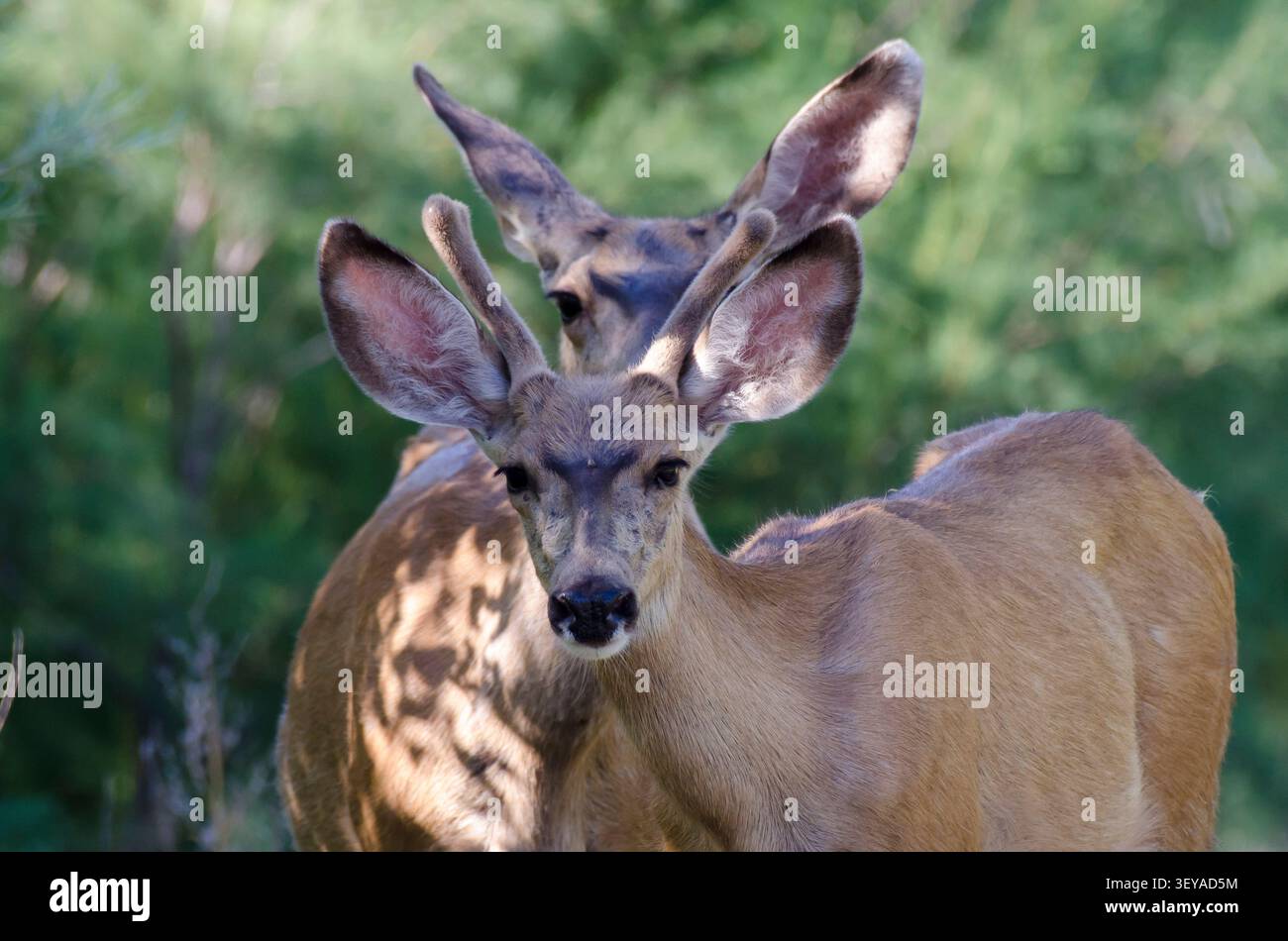 Maultierhirsch, Odocoileus hemionus, Bock in Samt Stockfoto