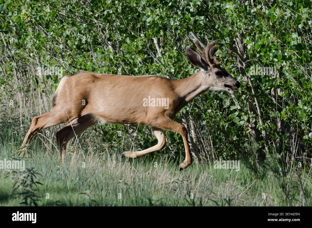 Maultierhirsch, Odocoileus hemionus, laufender Bock in Samt Stockfoto