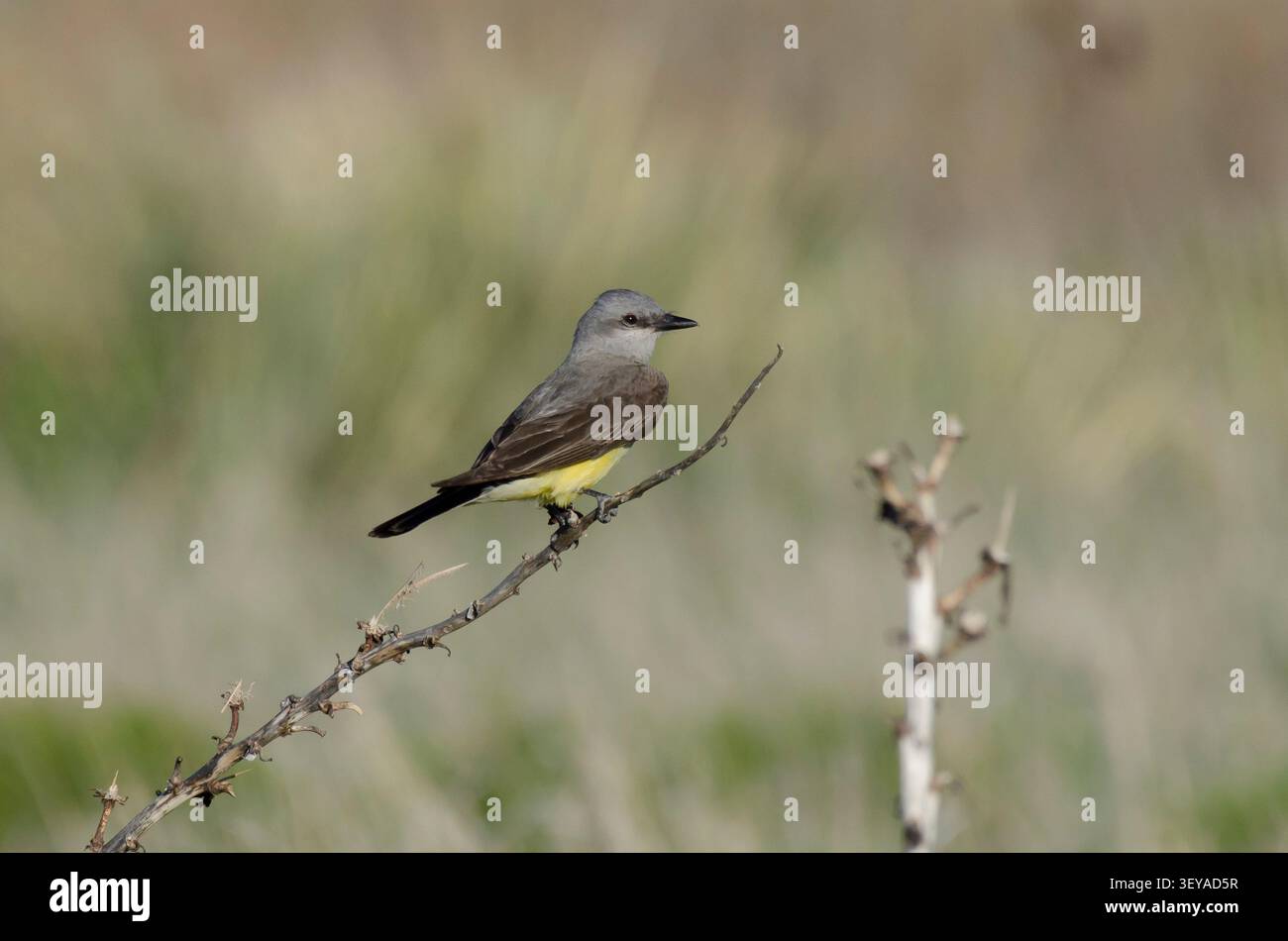 Westlicher Kingbird, Tyrannus verticalis Stockfoto