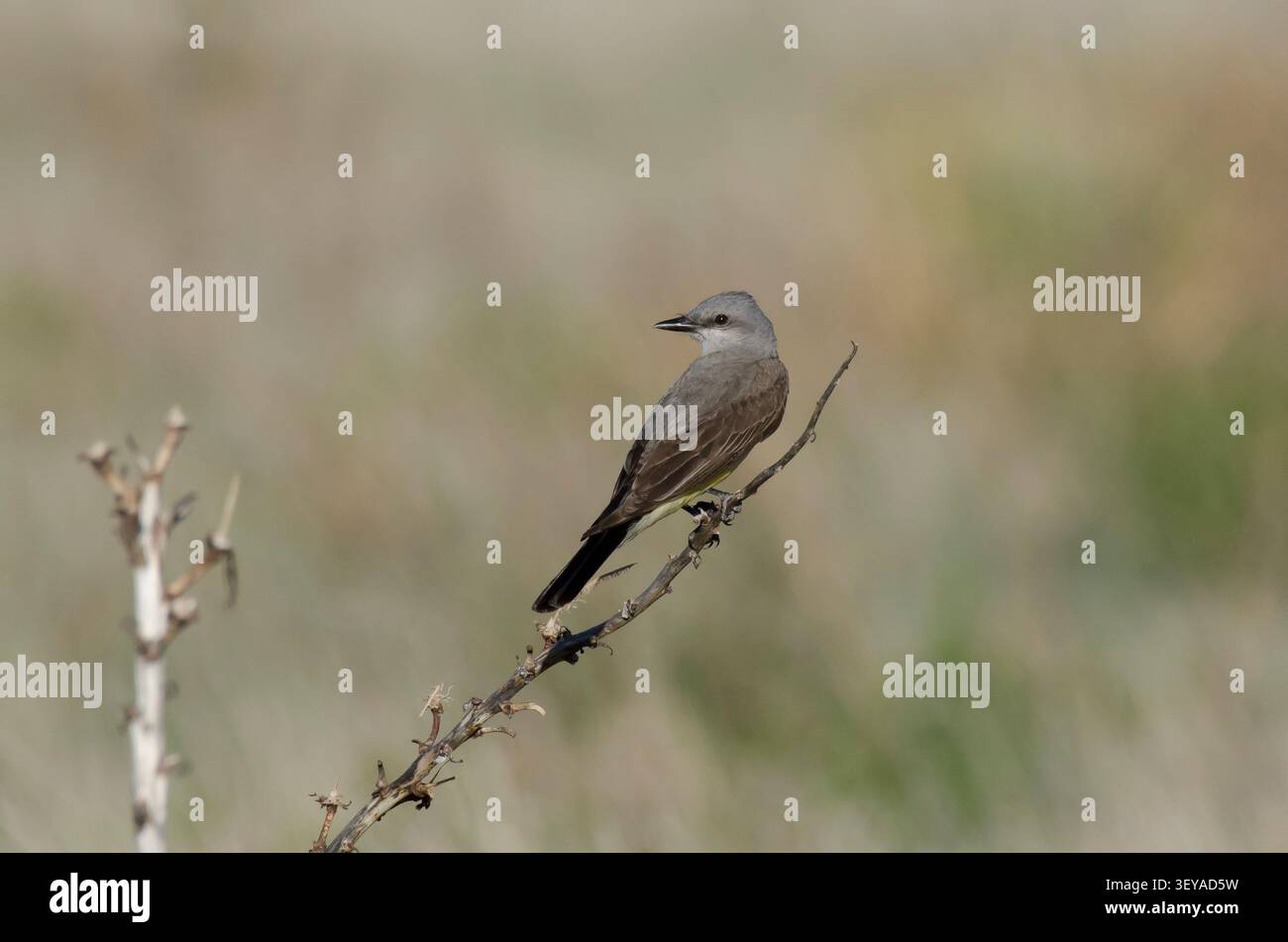 Westlicher Kingbird, Tyrannus verticalis Stockfoto