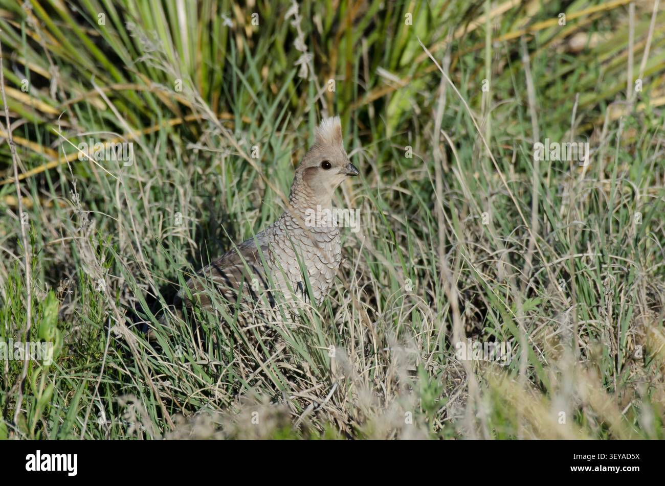 Skaliert Wachtel, Callipepla squamata Stockfoto