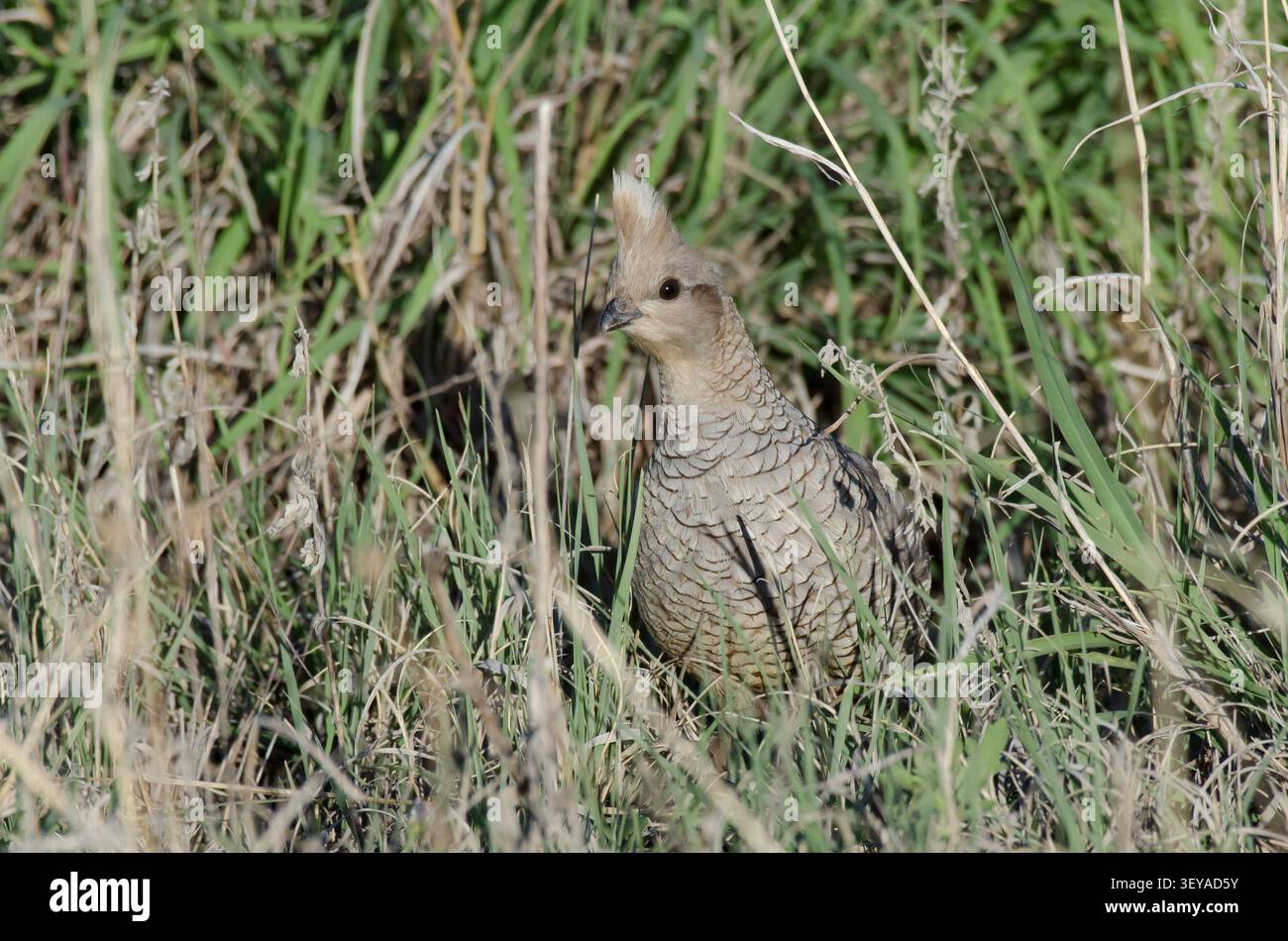 Skaliert Wachtel, Callipepla squamata Stockfoto