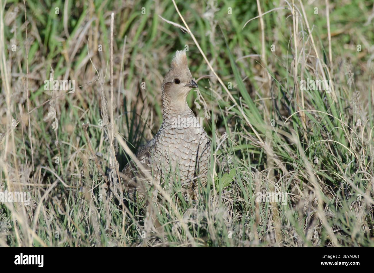 Skaliert Wachtel, Callipepla squamata Stockfoto