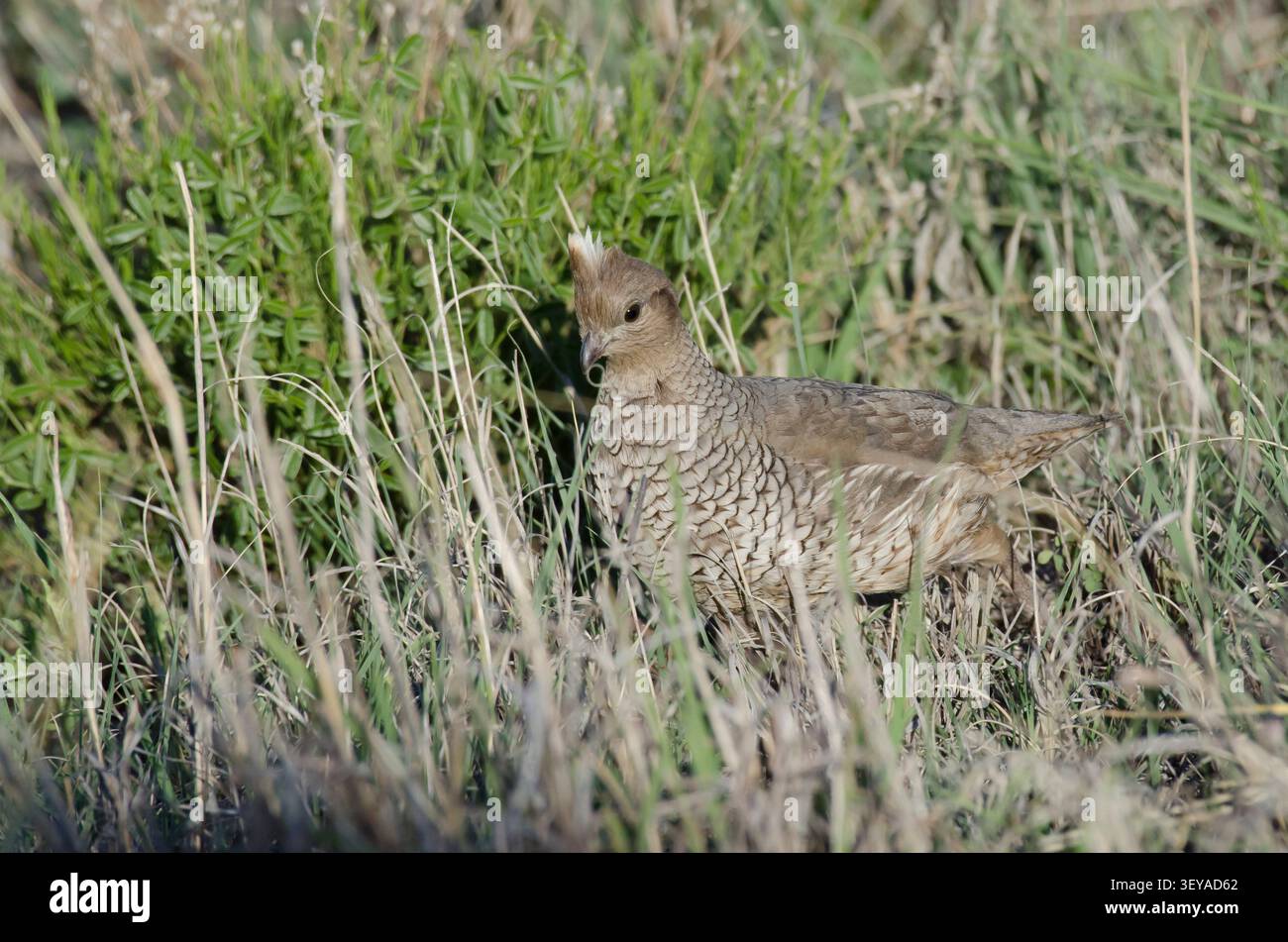 Skaliert Wachtel, Callipepla squamata Stockfoto