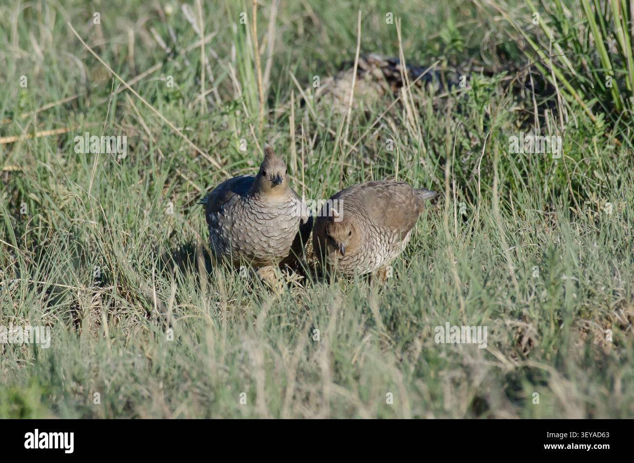Skaliert Wachtel, Callipepla squamata Stockfoto
