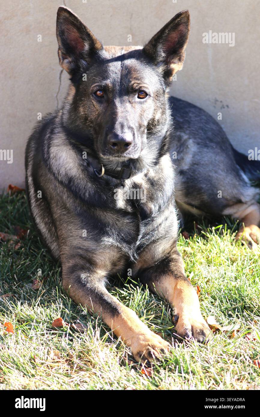Ein Haustier Deutscher Schäferhund ruht im Gras eines Hinterhofs. Stockfoto