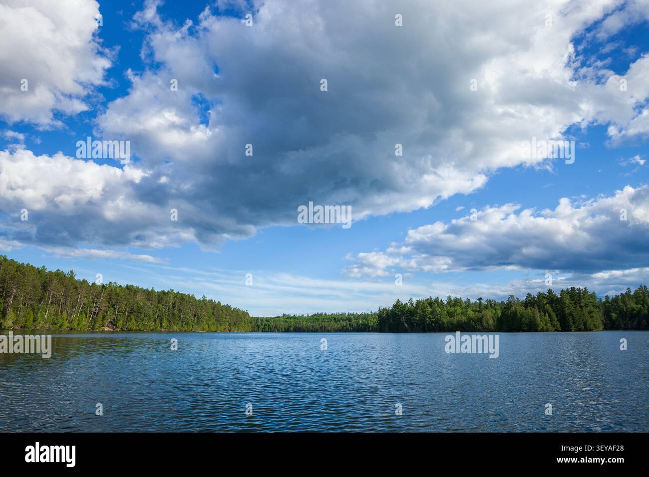 Schöner blauer See im Norden von Minnesota mit Kiefern am Ufer und großen Wolken darüber Stockfoto
