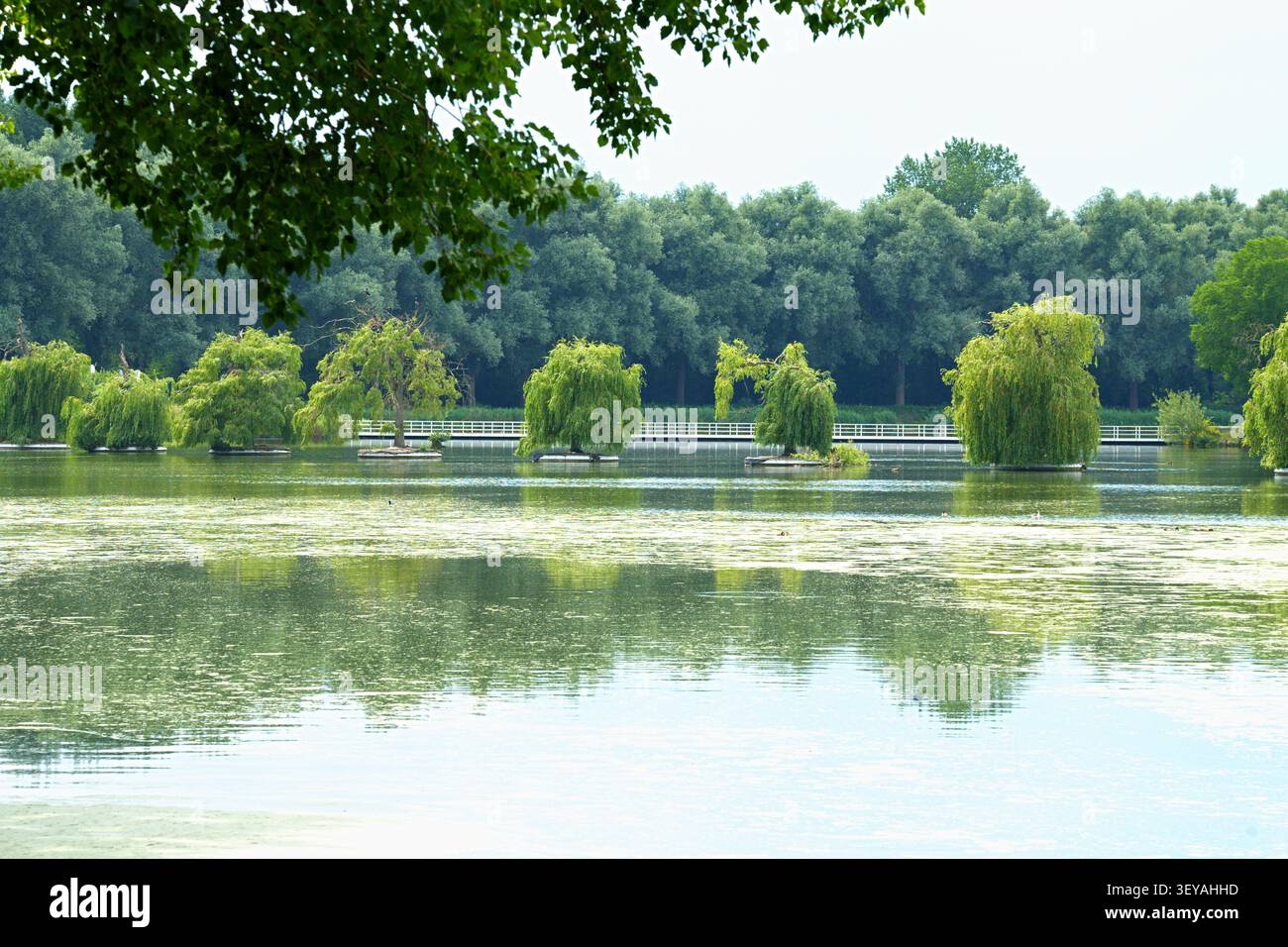 Teich mit Inseln und Weiden, die auf ihnen wachsen, in Park- oder Gartenumgebung, mit Teichinseln mit Bäumen, weißer Brücke, grünem Laub, mit Wasser Stockfoto