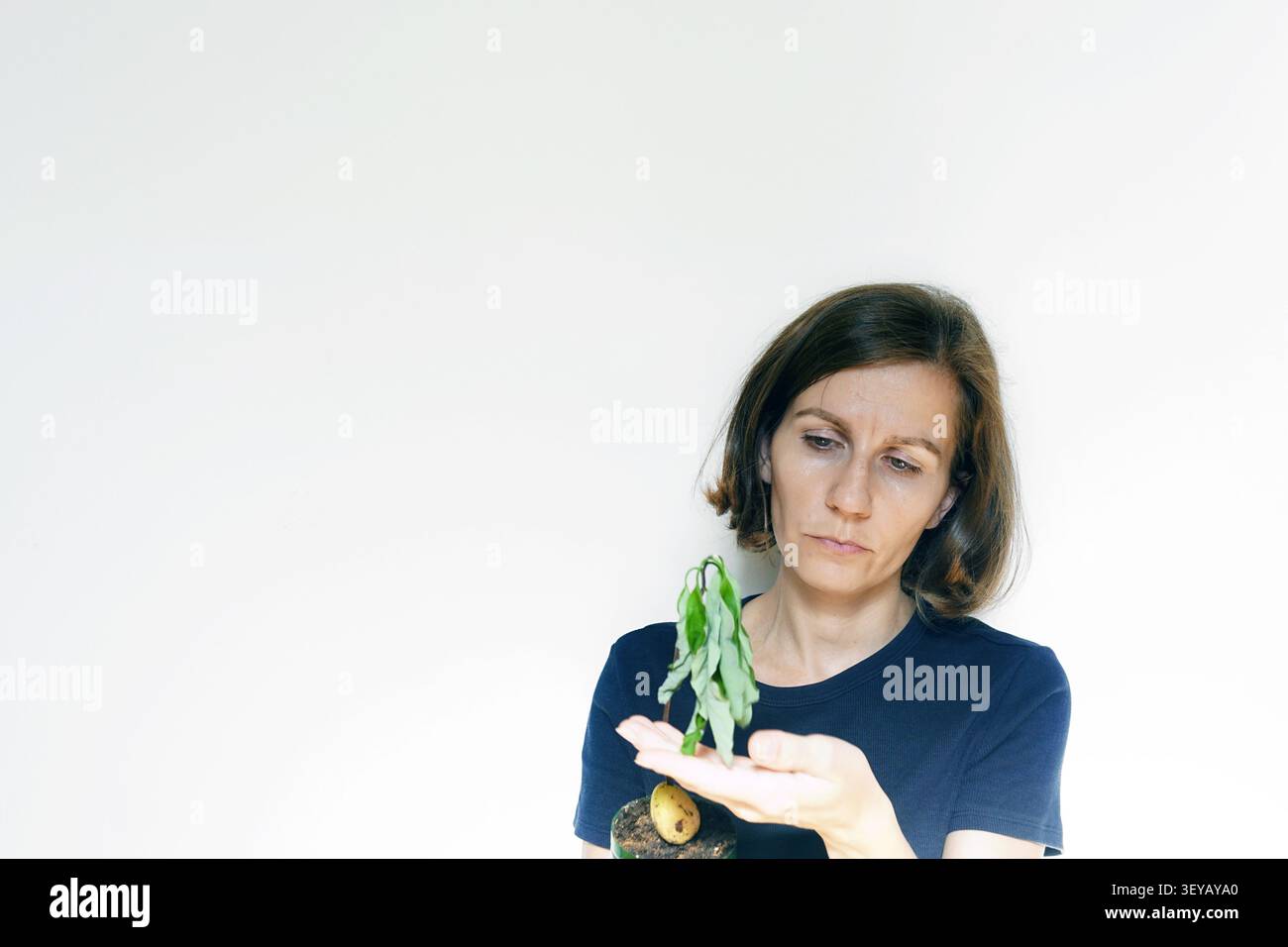 Gartenliebhaber untersucht welkes Avocadokind. Zeigt Wasserstress, Feuchtigkeitsmangelerscheinungen und visuelle Anzeichen nachlassender Pflanzenvitalität Stockfoto