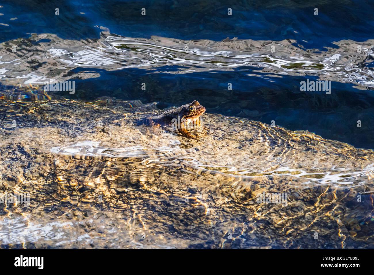 Sierra Nevada Gelbbeinfrosch, John Muir Wilderness, Kalifornien USA Stockfoto