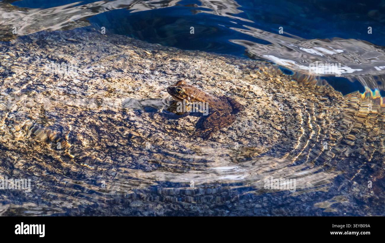 Sierra Nevada Gelbbeinfrosch, John Muir Wilderness, Kalifornien USA Stockfoto