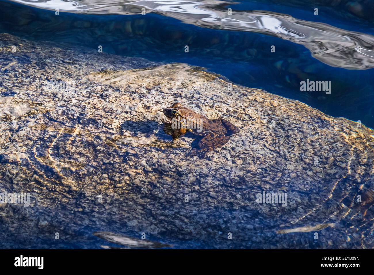 Sierra Nevada Gelbbeinfrosch, John Muir Wilderness, Kalifornien USA Stockfoto