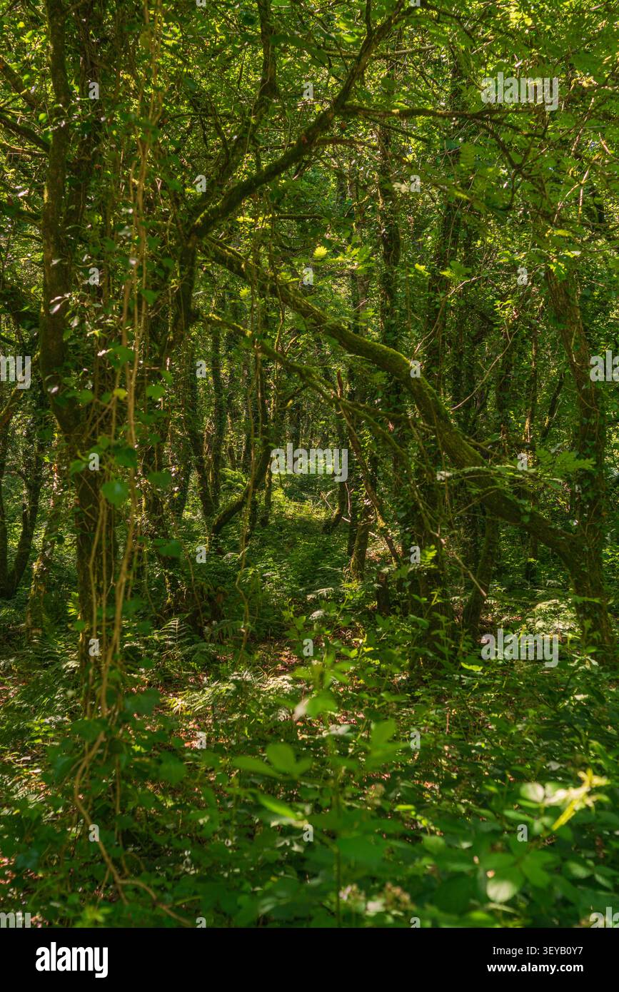 Ein Blick durch einen dichten und üppigen Wald in Cornwall mit üppigem grünem Laub, moosbedeckten Baumstämmen und hängenden Weinstöcken Stockfoto