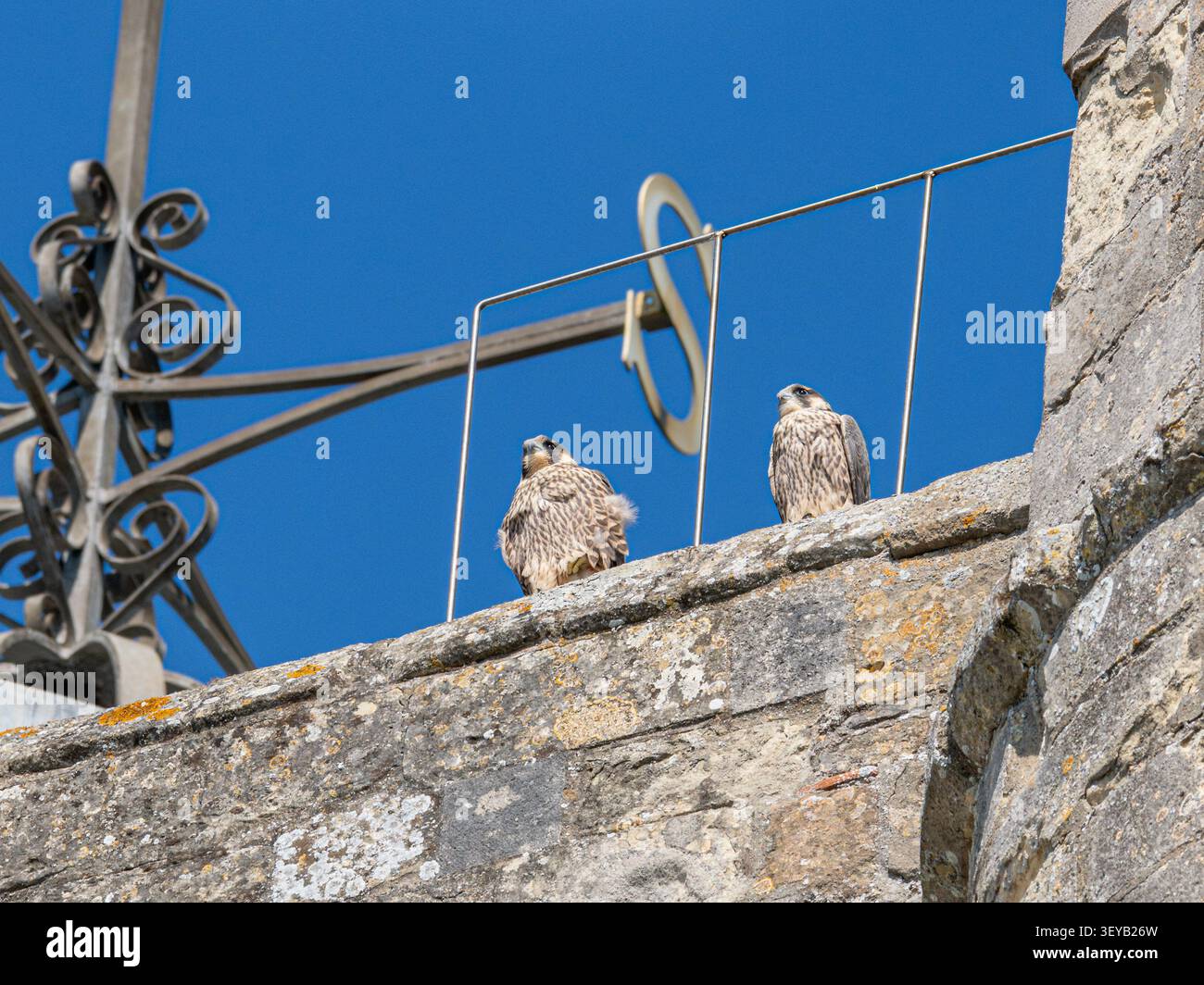 Junge Wanderfalken (Falco peregrinus) auf der Romsey Abbey in Hampshire, England, Großbritannien Stockfoto