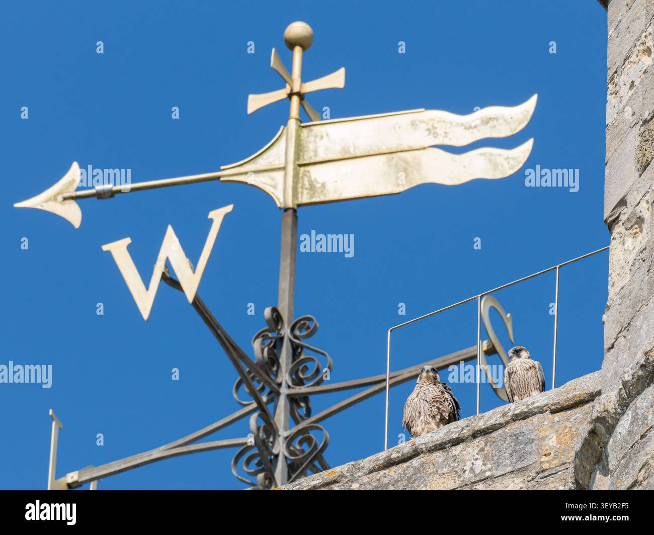 Junge Wanderfalken (Falco peregrinus) auf der Romsey Abbey in Hampshire, England, Großbritannien Stockfoto