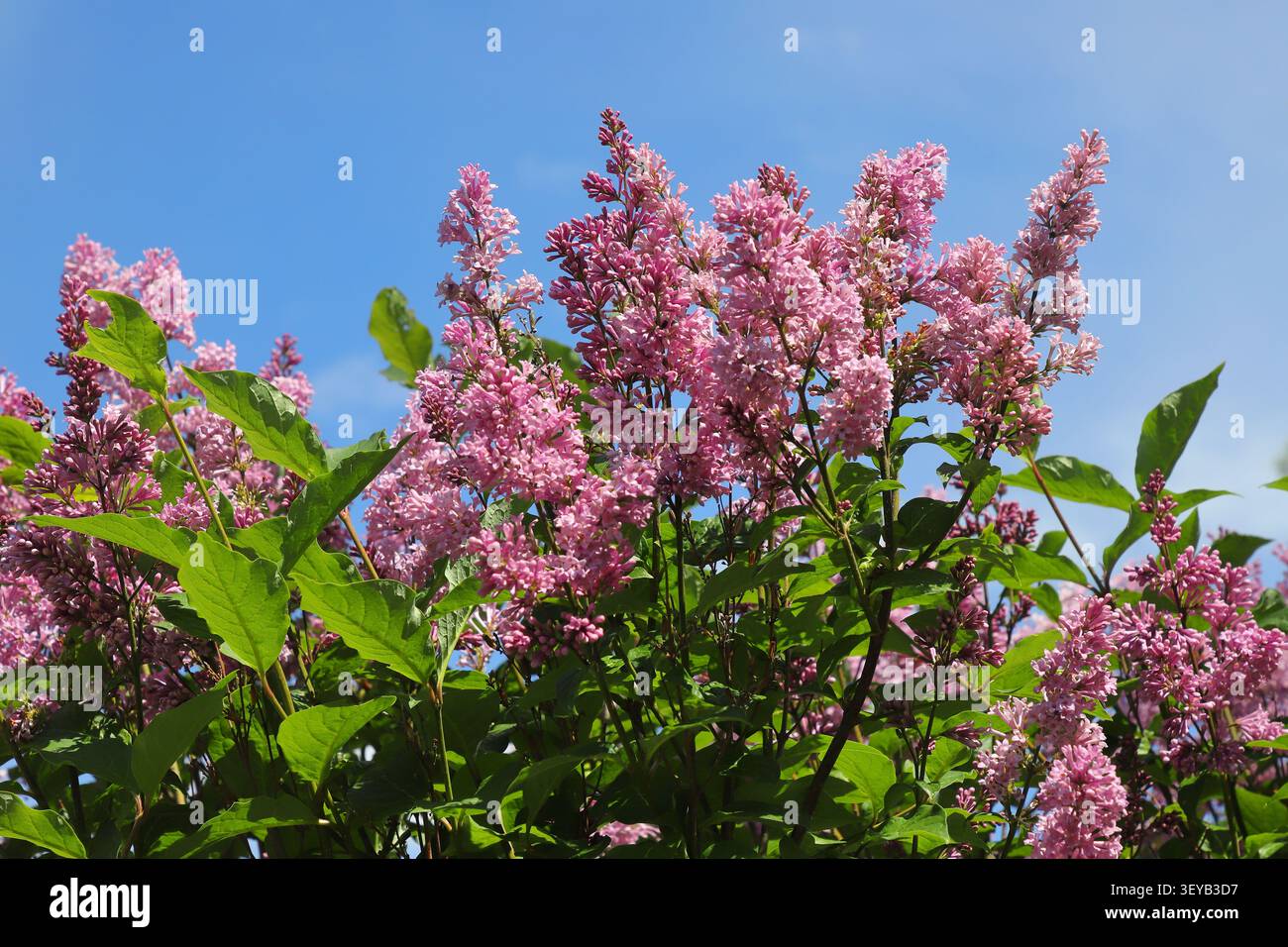 Wunderschöne blühende rosa Fliederblüten (Syringa vulgaris) vor einem klaren blauen Frühlingshimmel. Duftende Blüten in voller Blüte mit leuchtend grünen Blättern, s Stockfoto