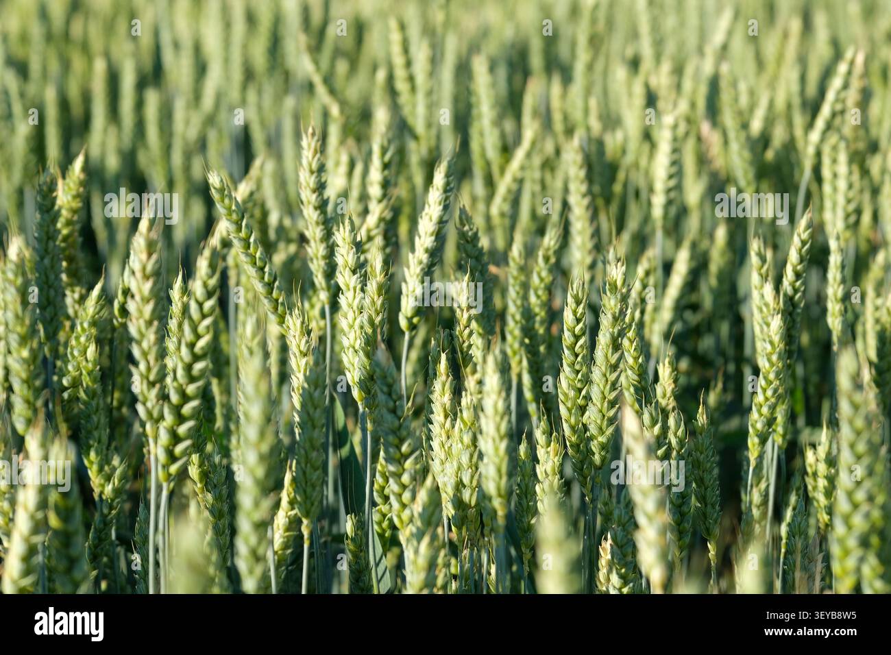 Aus nächster Nähe können frische, unreife Weizenspitzen auf landwirtschaftlichen Nutzflächen Reifen und dabei die Rohstoffe der Lebensmittelindustrie, die Kontrolle der Getreidequalität und die Wissenschaft der Pflanzenbiologie hervorheben. Stockfoto