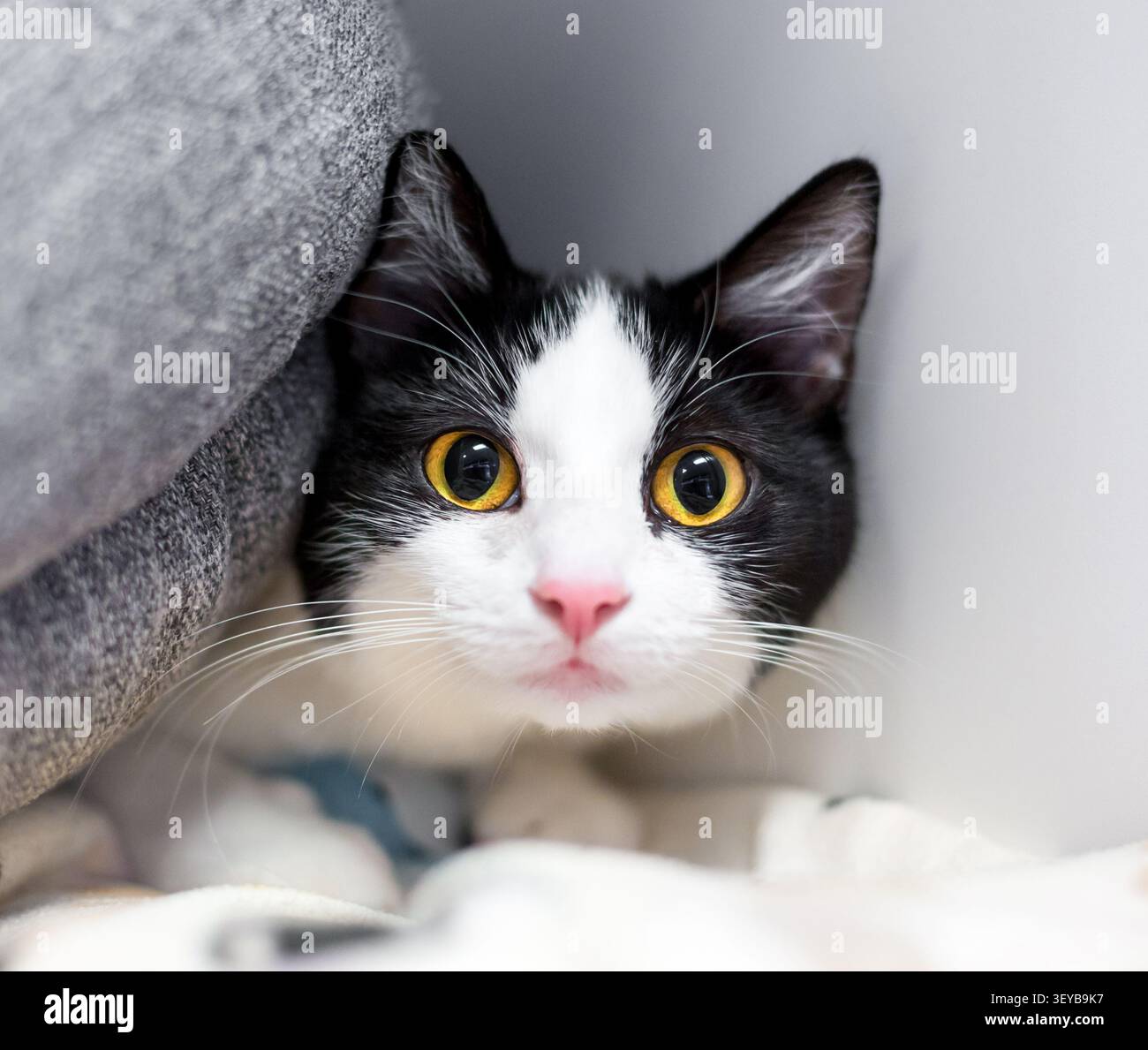 Eine schüchterne schwarz-weiße Kurzhaarkatze mit geweiteten Pupillen, die unter einem Kissen herausragen Stockfoto