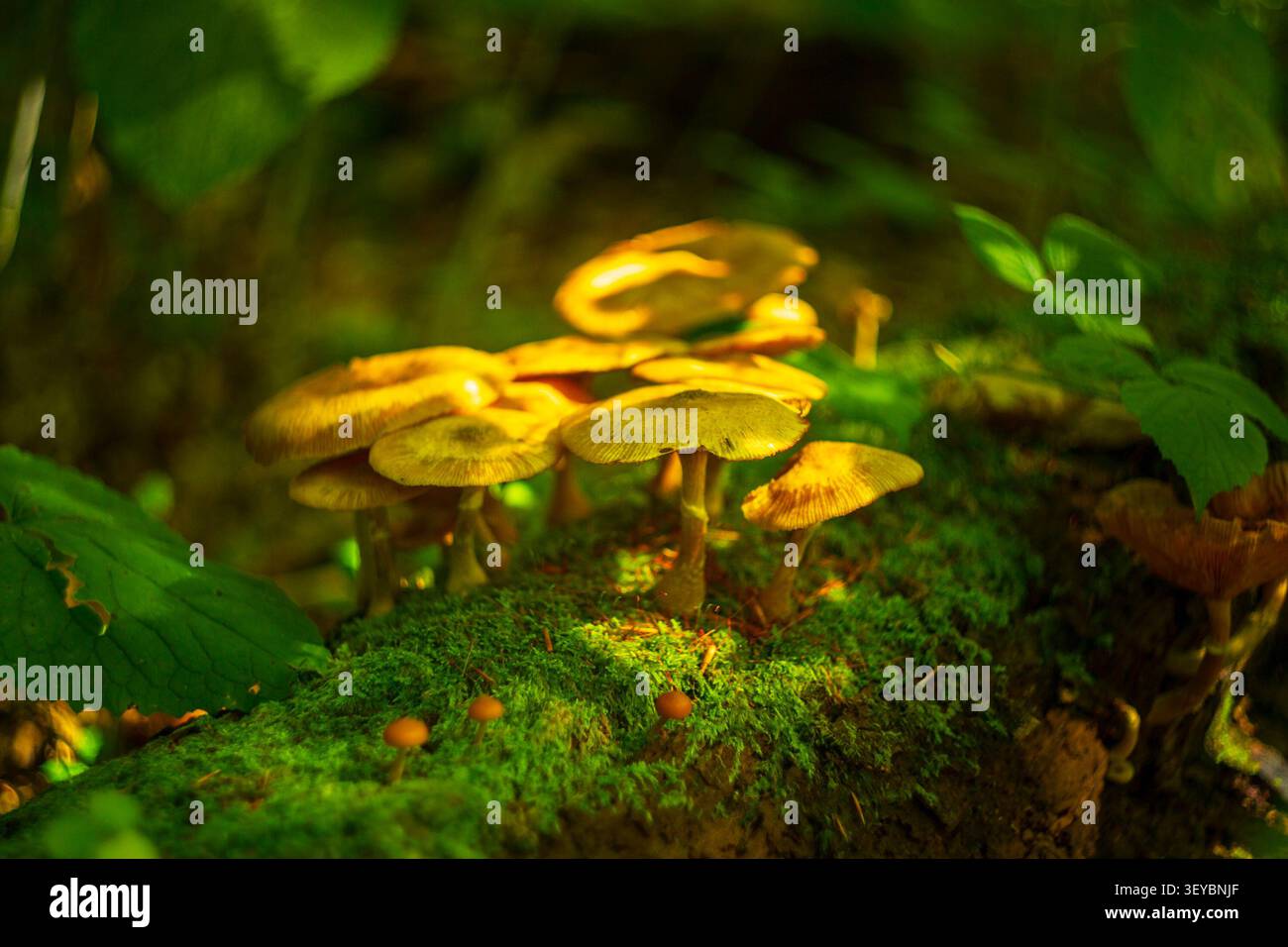 Ansammlung goldener Wildpilze, beleuchtet durch Sonnenlicht auf einem moosigen Baumstamm in Montenegro Stockfoto